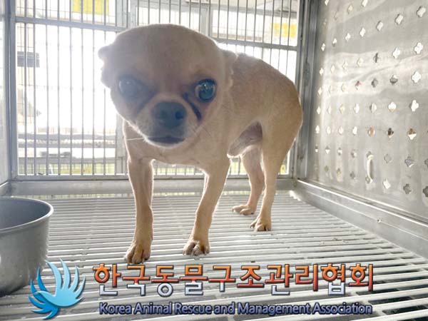 한국동물구조관리협회_441560202401169